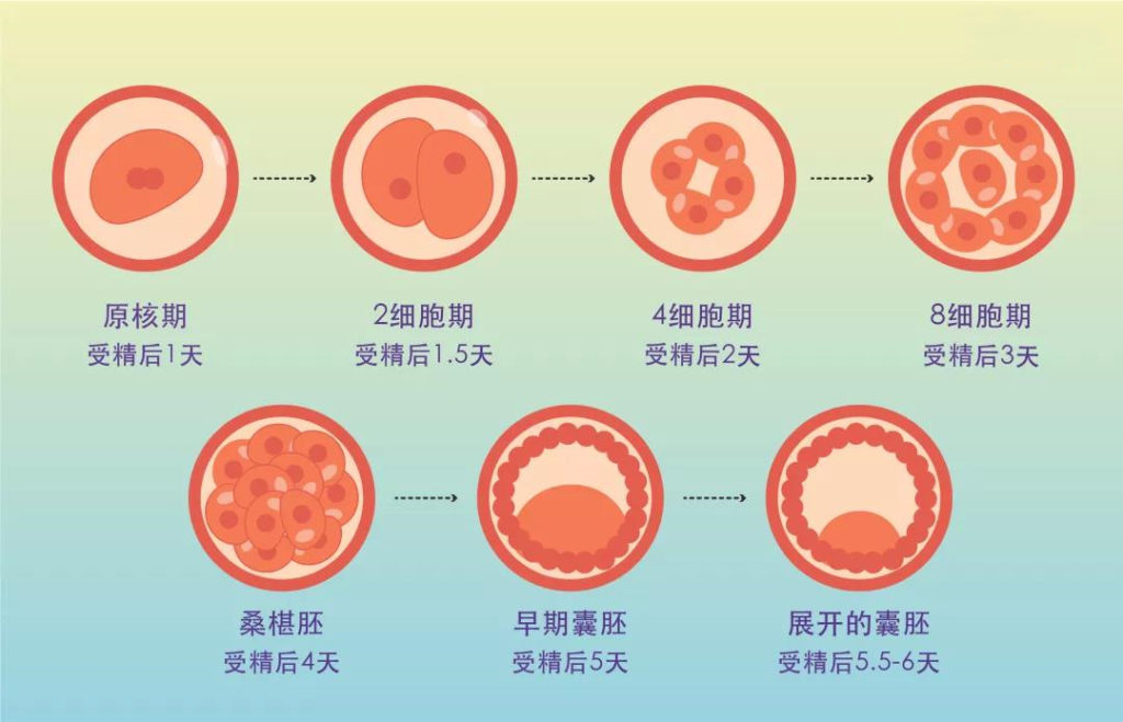 移植 新鮮 胚